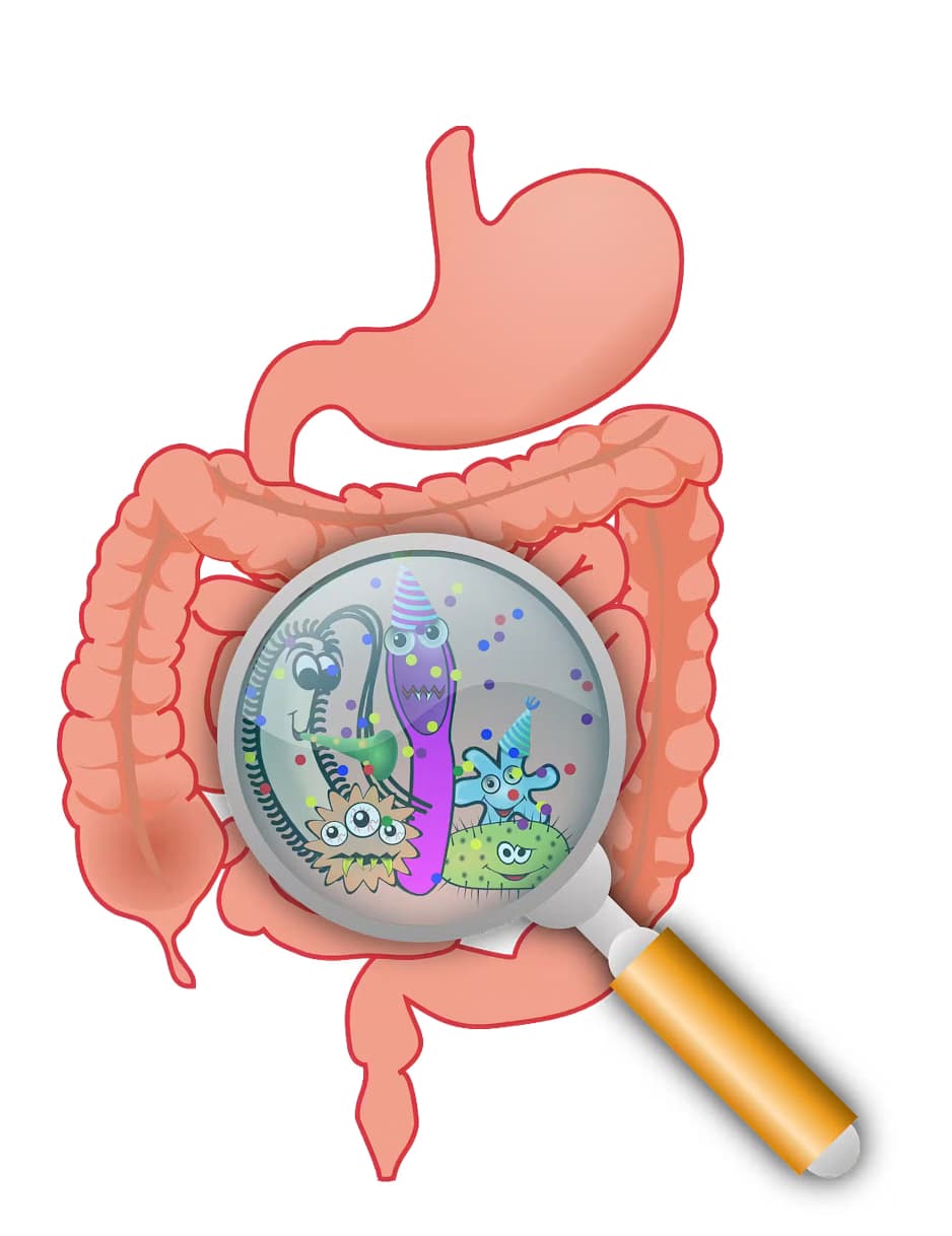 human gut microbiome - ani